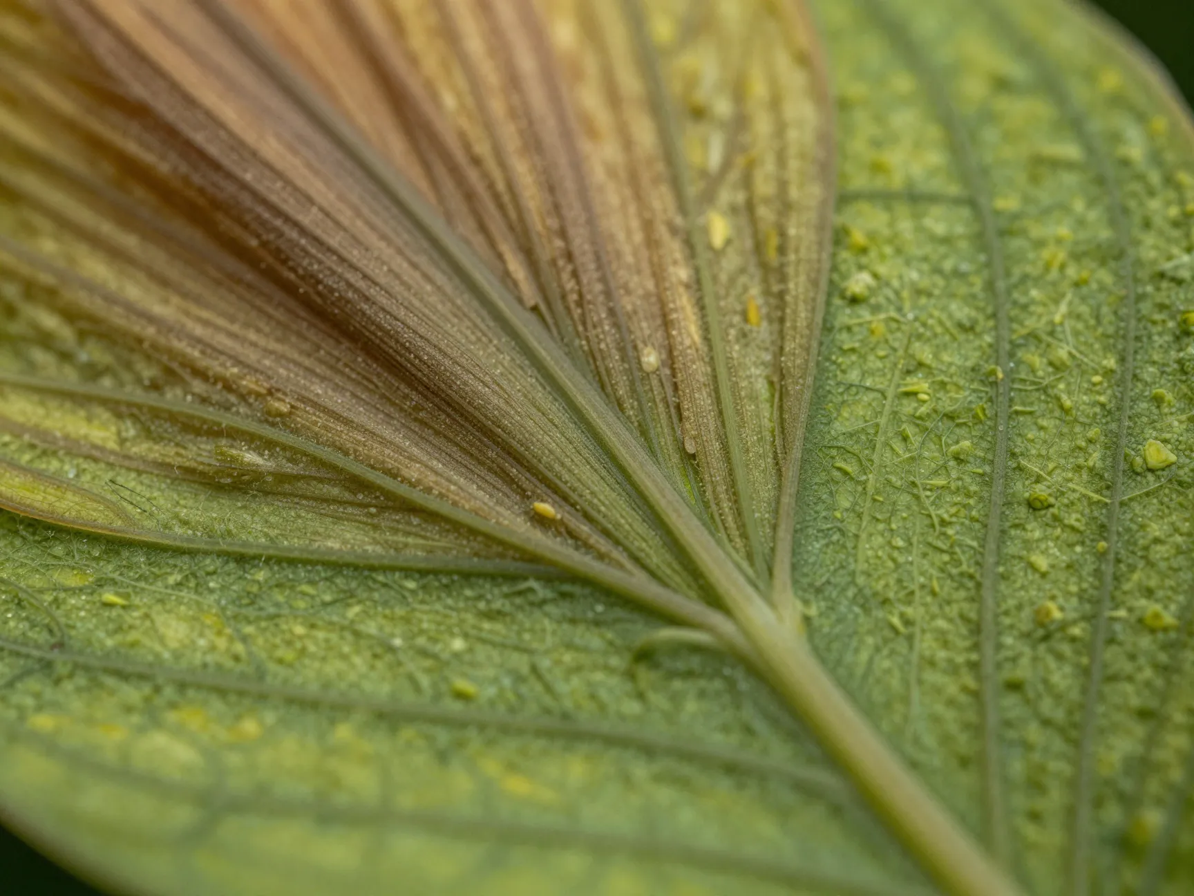 Macro nature ultra 4k