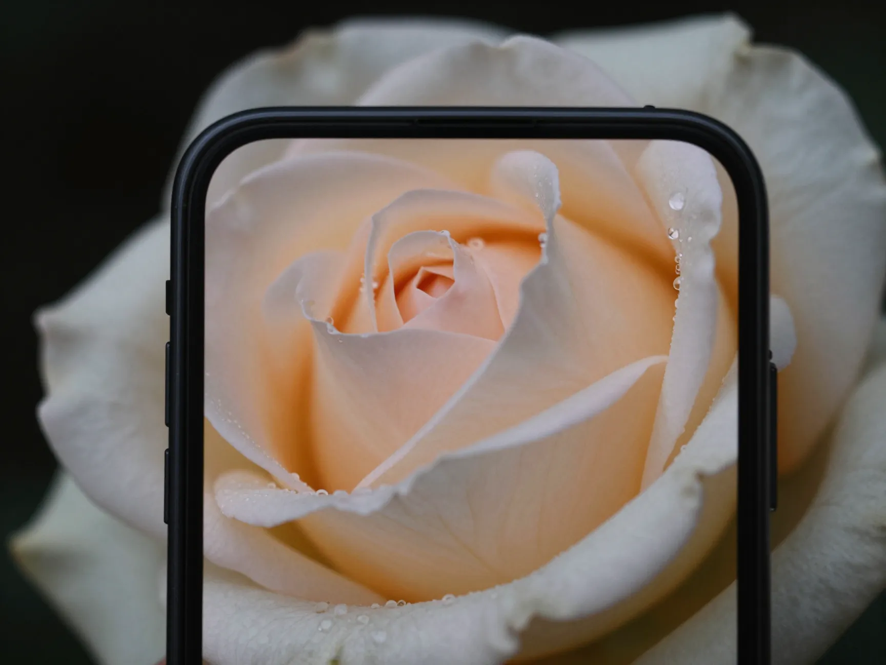 Floral and botanical