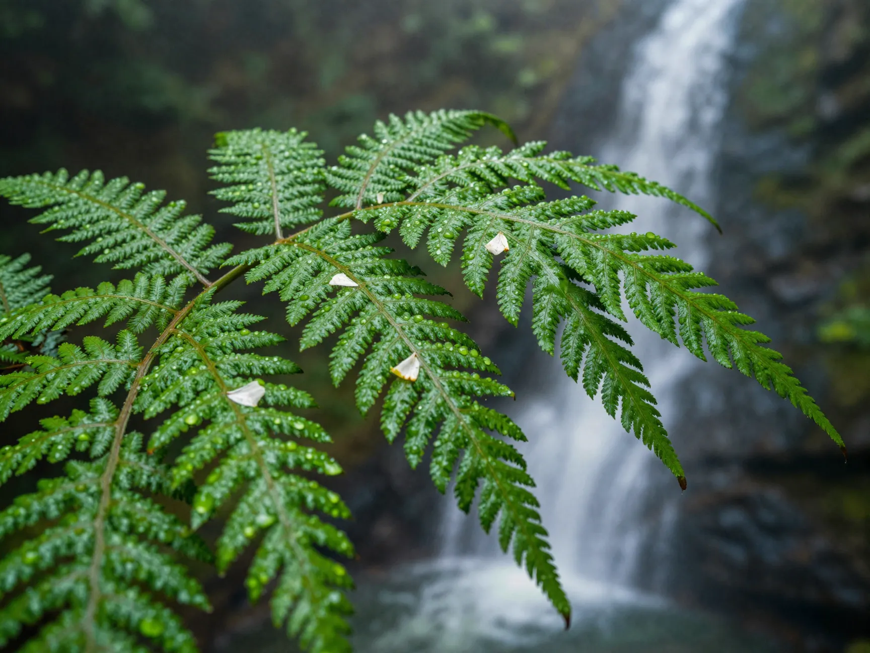Botanical and nature photography