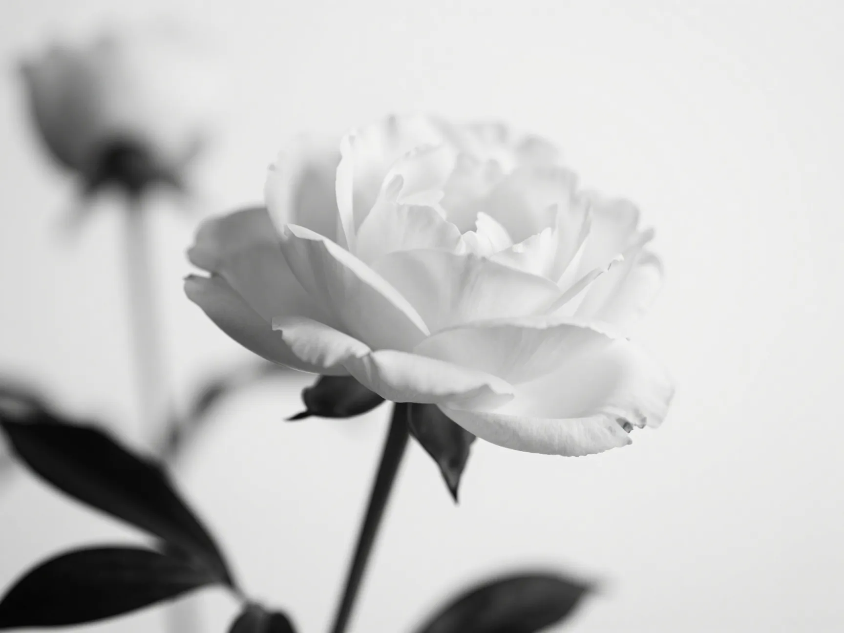 Black and white floral photography
