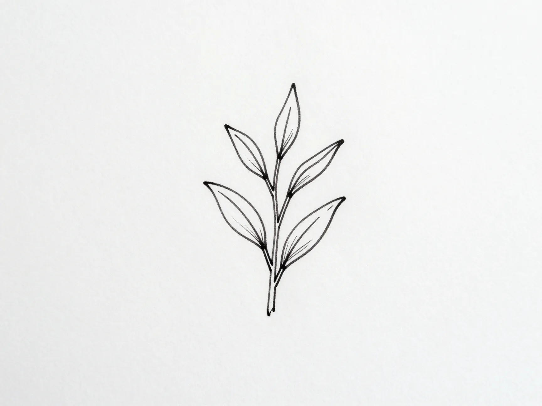 Botanical line art on white