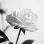 9 Minimalist White Aesthetic Wallpaper Ideas for Your iPhone