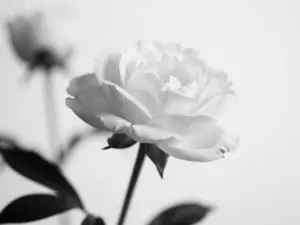 Read more about the article 9 Minimalist White Aesthetic Wallpaper Ideas for Your iPhone