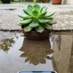 6 Creative Phone Photography Ideas to Spark Your Imagination