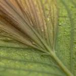 8 Stunning 4K Samsung S25 Ultra Wallpapers To Showcase Your Display